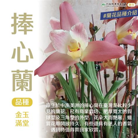 小蘭花品種|蘭花品種介紹 (桃園區農業改良場)